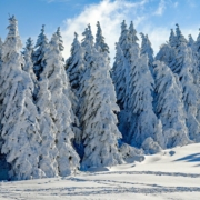 winter schwarzwald 180x180 - Winter im Schwarzwald - Hotel Lindenhof Donaueschingen
